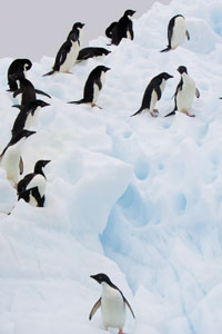 penguins