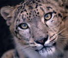 Snow leopard