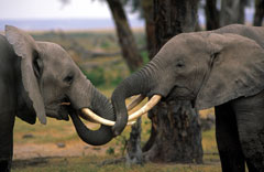 Two young African elephants play-fighting © Martin Harvey / WWF-Canon