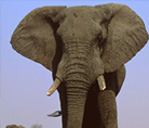 African savanna elephant - © Martin Harvey / WWF-Canon