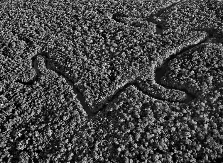© Sebastiao Salgado/Amazonas/nbpictures. The State of Amazonas, Brazil. 2009. © Sebastiao Salgado/Amazonas/nbpictures. The State of Amazonas, Brazil. 2009.