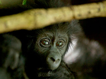 Adopt a baby gorilla