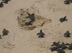 Baby loggerhead turtles struggle their way to the sea, Cape Verde