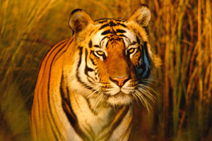 Bengal tiger