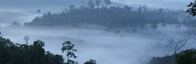 Dense forest landscape of the northeast tip of Borneo, in the Malaysian state of Sabah