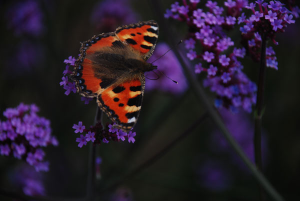 Butterfly on purple flowers © Christian Cartwright Butterfly on purple flowers © Christian Cartwright