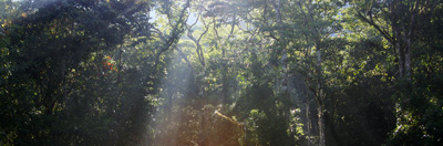 Colombian forest landscape