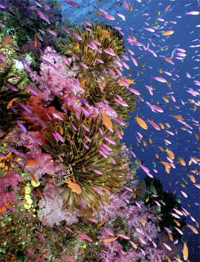 Coral