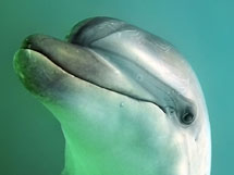 Adopt a dolphin