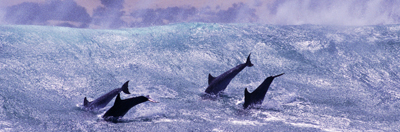 Bottlenose dolphins, South Africa