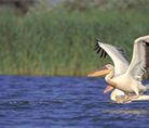 Great white pelican - Ukraine - © Anton Vorauer / WWF-Canon