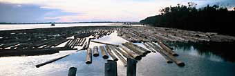 Logs floating