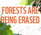 Forests are being erased