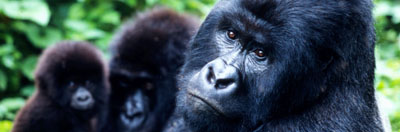 Mountain gorilla family, Virunga National Park, Democratic Republic of Congo
