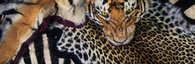 Tiger and other skins confiscated at Heathrow Airport. United Kingdom