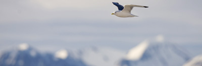Kittiwake 'Rissa Tridactyla' in flight. Spitsbergen (Svalbard) arctic archipelago, Norway.