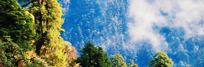 Kanchenjunga National Park Forest