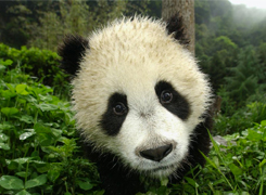 Panda cub