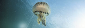 Compass jellyfish