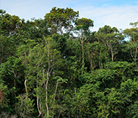 Tree tops in the Amazonas- © WWF-US / Ricardo LisboaF