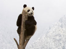 Become a WWF member