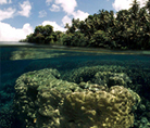 Coral reef seen underwater from above - © Jürgen Freund / WWF-Canon