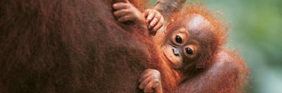 Young orang-utan in it’s mother’s arms