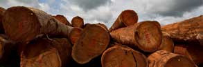 Logs, East province, Cameroon