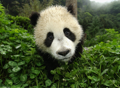 Baby panda