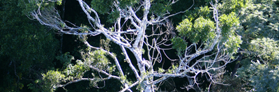 Close up view of Atlantic Forest