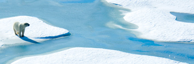 Polar bear standing on ice floe