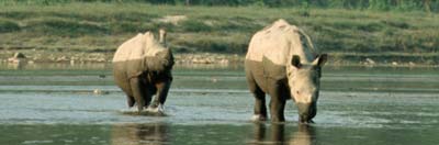 Two young Indian rhinoceros (Rhinoceros unicornis) crossing the river in Royal Chitwan National Park
