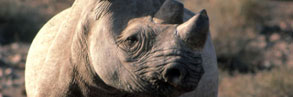 Black rhino