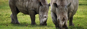 Rhinos