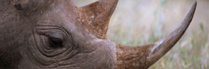 Black rhino. Close-up of horns.