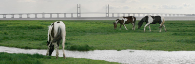 Severn Bridge