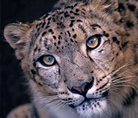 Snow leopard - © National Geographic Stock /Jason Edwards / WWF
