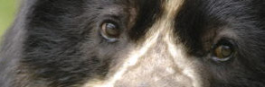 Spectacled bear, close-up of eyes