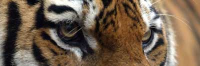 Amur tiger