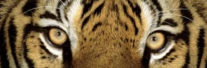 Indian tiger