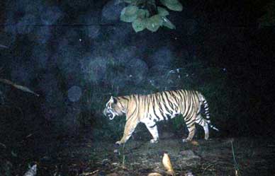 Camera trap tiger image © WWF Camera trap tiger image