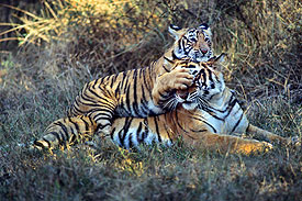 Tigers playing