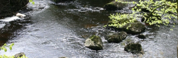Web_banner_RIPPLE