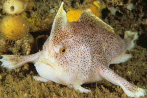 Ziebell's Handfish