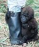 Baby orphaned gorilla clings to the leg of keeper/handler © WWF-Canon / Martin HARVEY - © WWF-Canon / Martin HARVEY Baby orphaned gorilla clings to the leg of handler © WWF Canon / Martin HARVEY