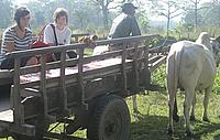 Ox-drawn cart trip, with Corrina, Ella and Doug - Nepal diary