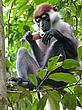 Red-capped mangabey, Mefou National Park, near Yaoundé, Cameroon - (c) Nicola Round, WWF-UK Red-capped mangabey, Mefou National Park, near Yaoundé, Cameroon
