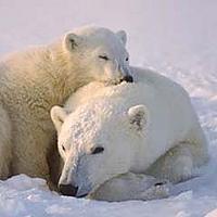 Polar bear mother and cub - iStockphoto Polar bear mother and cub