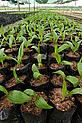 Sustainably and ethically produced and farmed palm oil seedlings, Kimbe Bay, West New Britain, Papua New Guinea