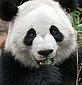 Giant panda